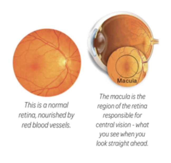 A diagram image showing the macula in the human eye.