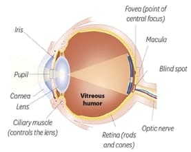 An image showing a diagram of a human eye.